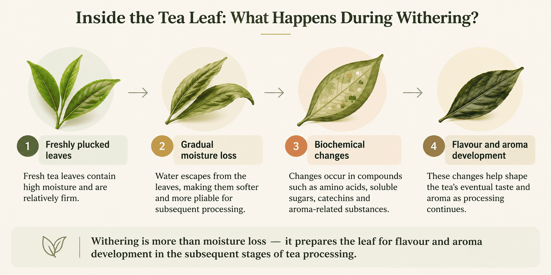 Infographic illustrating four stages of tea withering: freshly plucked leaves, gradual moisture loss, biochemical changes, and flavour and aroma development.